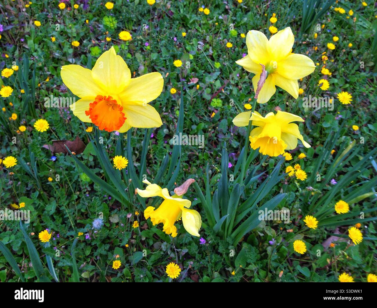 Les jonquilles au printemps Banque D'Images