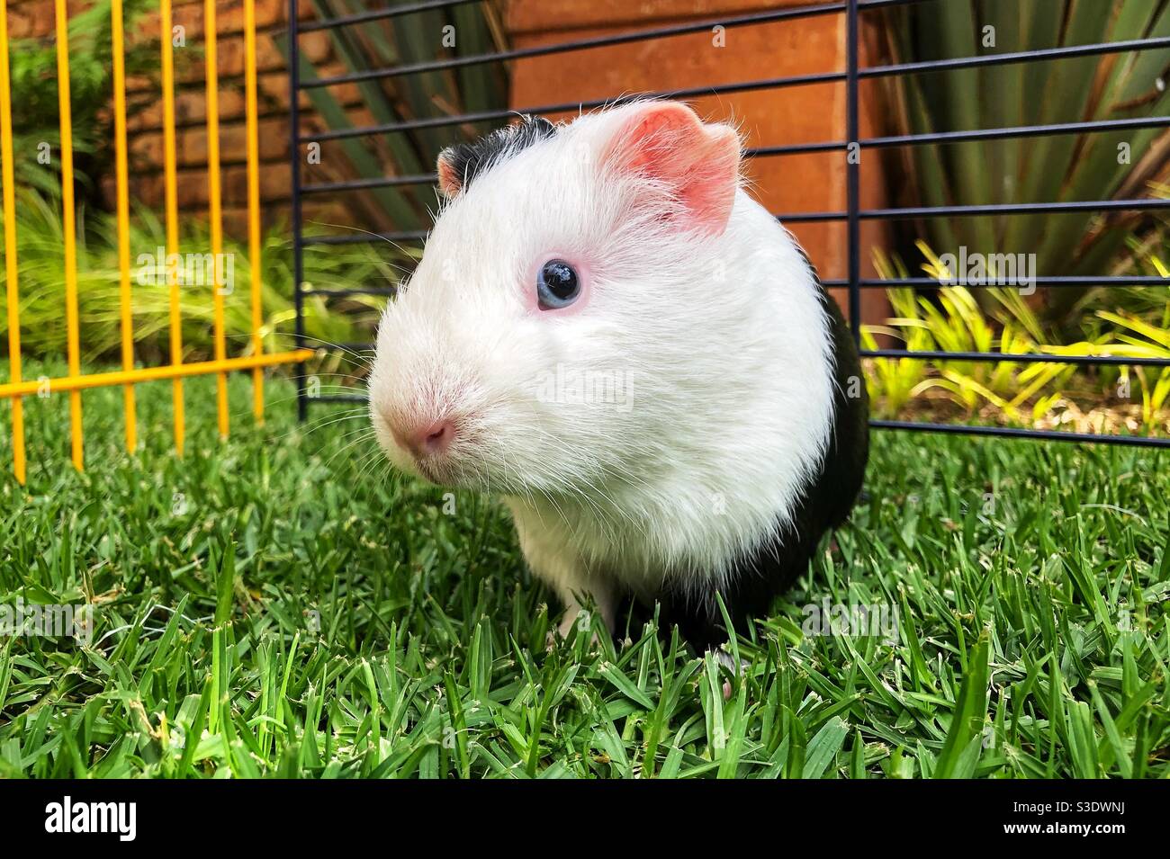 cochon d'inde américain à cheveux courts aux yeux bleus sur l'herbe - Image de stock capturée avec un smartphone