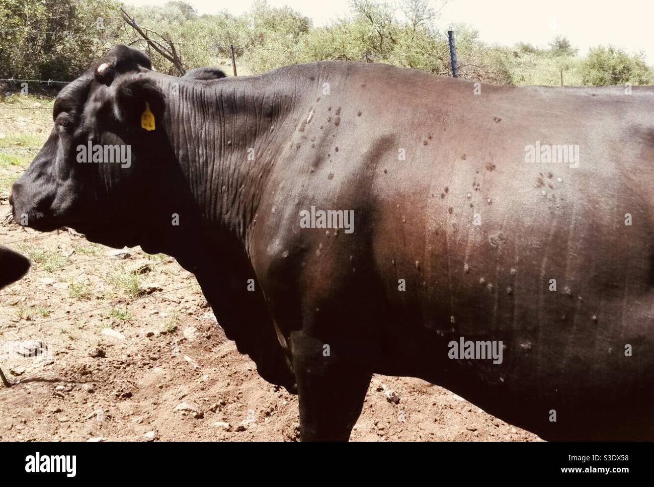 Vache avec une peau grumeleuse Banque D'Images