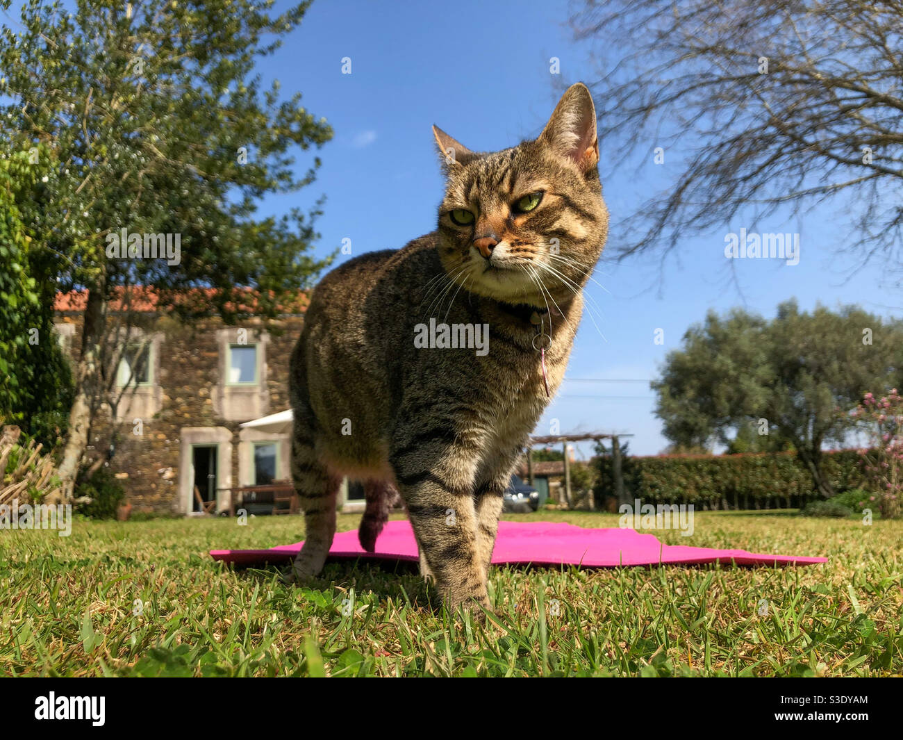 Chat posant après une séance de yoga sur la pelouse Banque D'Images