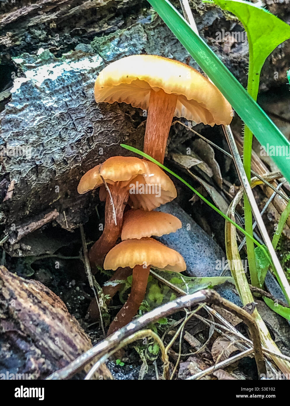 Champignons Hydrangiaceae Banque D'Images