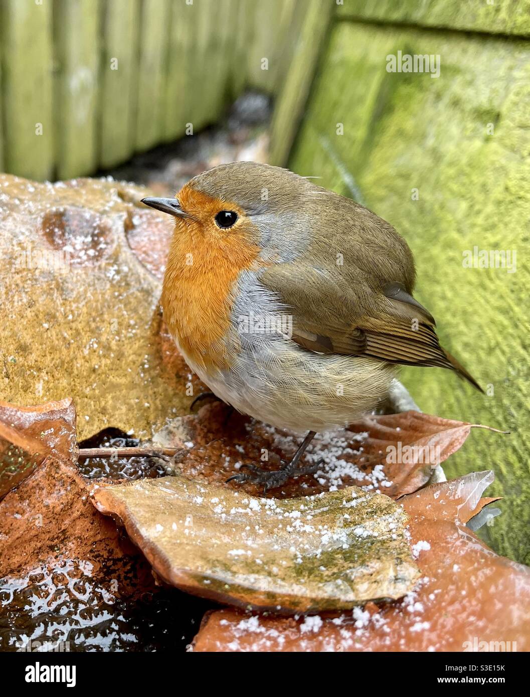 Gros plan d’un voleur britannique perché sur des crocks cassés ou des pots de terre cuite dans un jardin par un hiver glacial. - Image de stock capturée avec un smartphone