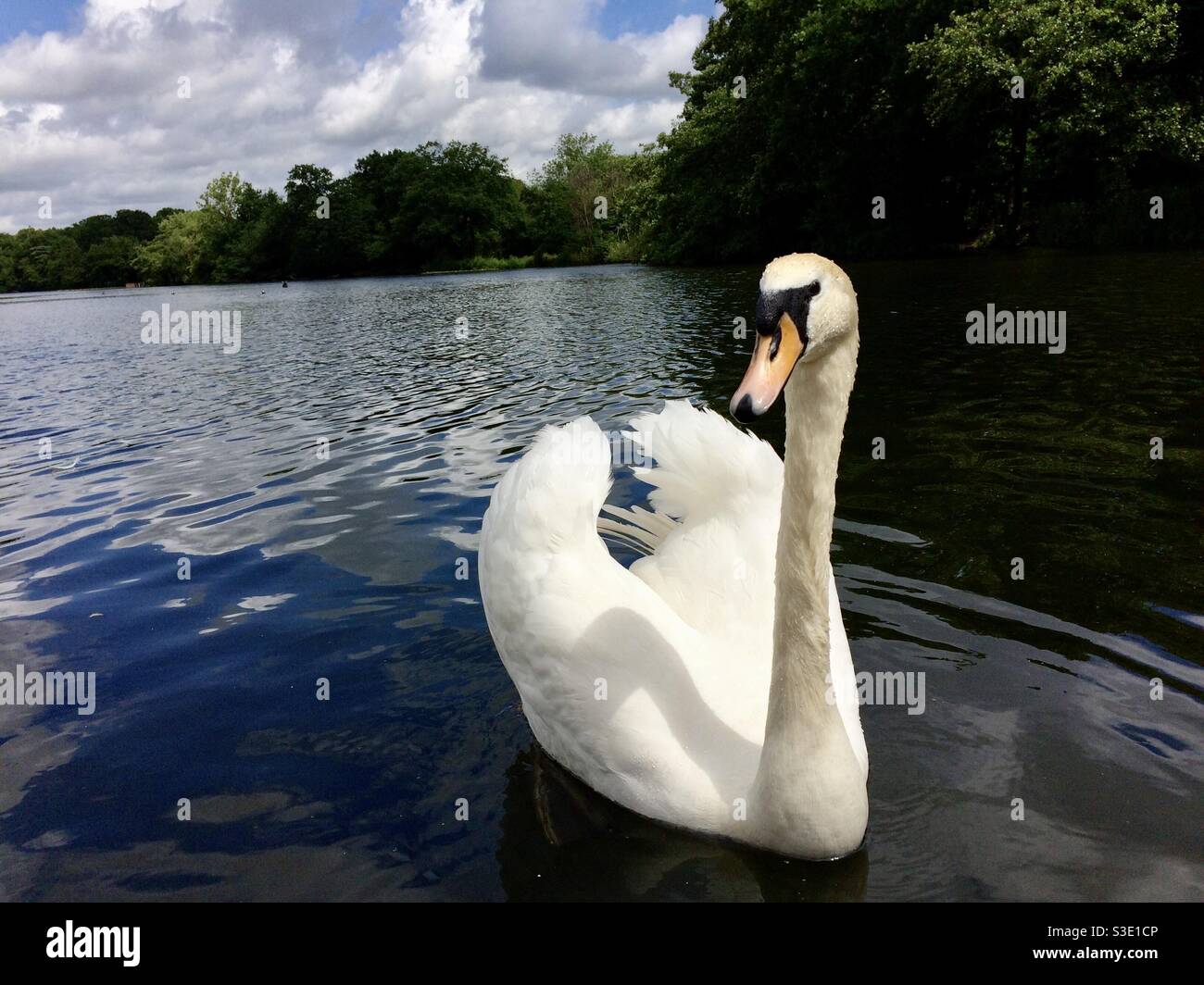 Beau cygne - Image de stock capturée avec un smartphone