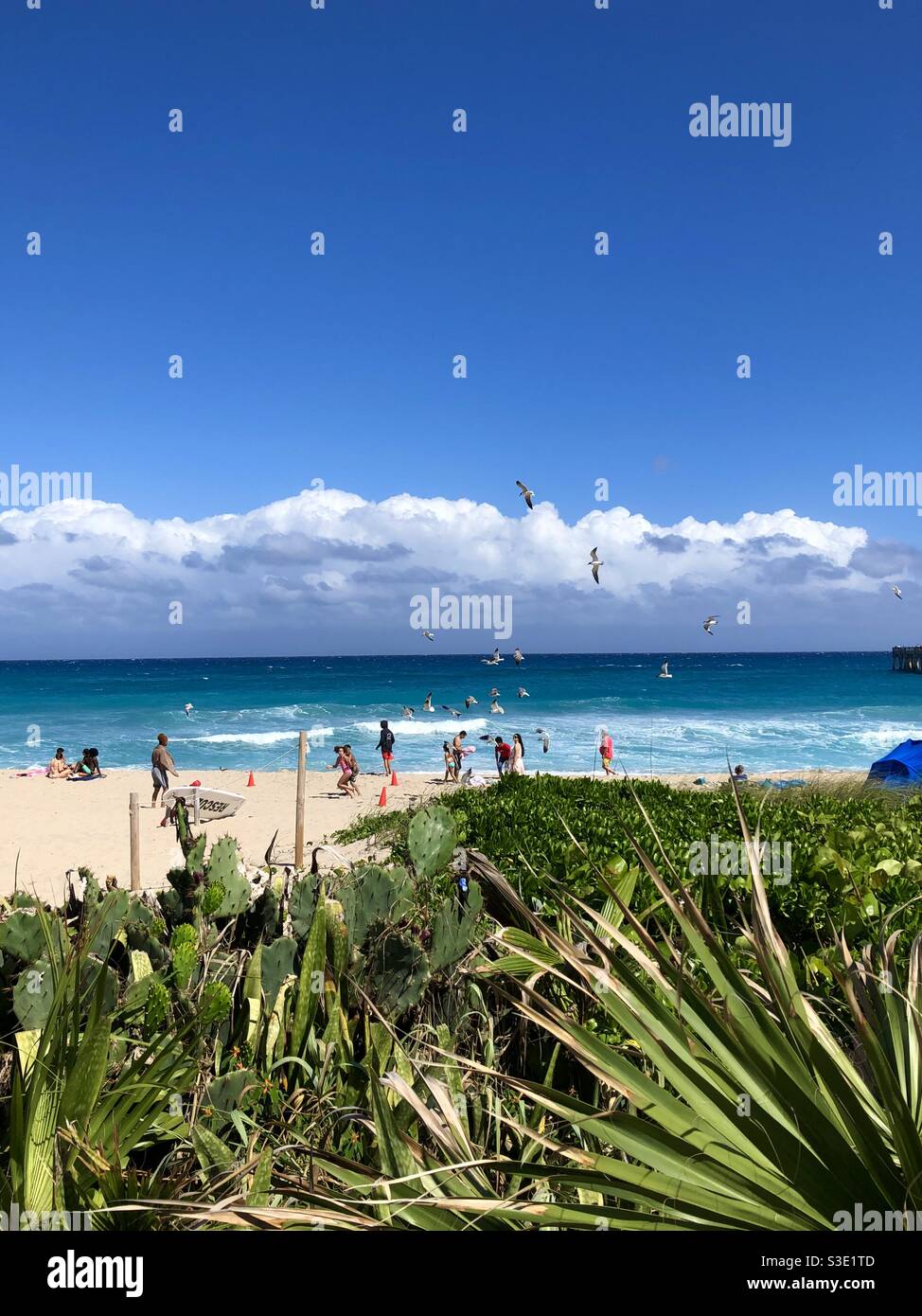 Belle journée à Lake Worth Beach, Floride, avec des gens au bord de l'océan et un essaim de mouettes au-dessus. - Image de stock capturée avec un smartphone