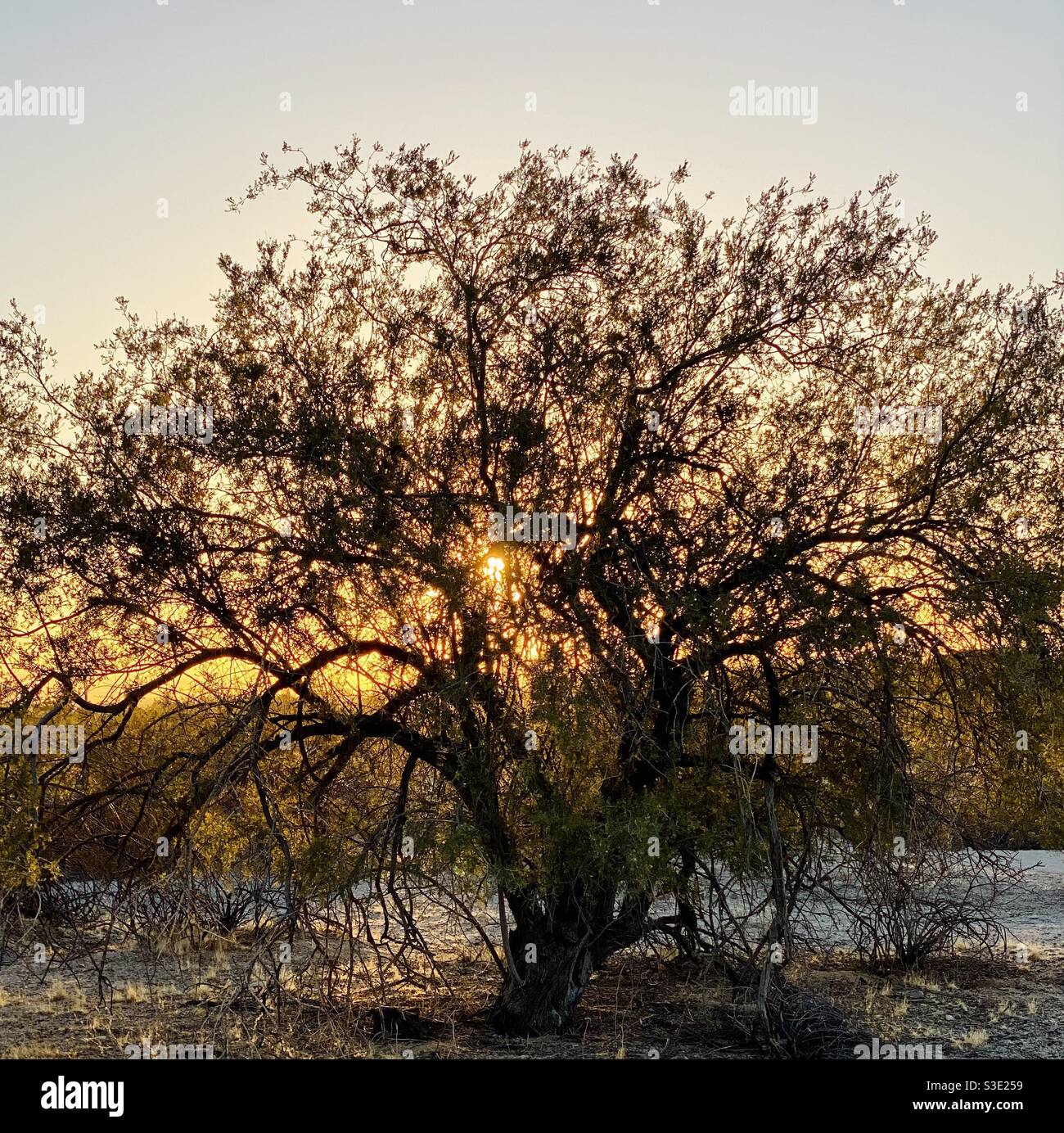 Arbre Mesquite en Arizona au lever du soleil. Banque D'Images