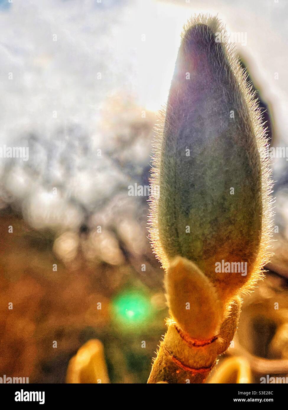 L'arbuste magnolia éclate au début du printemps Banque D'Images