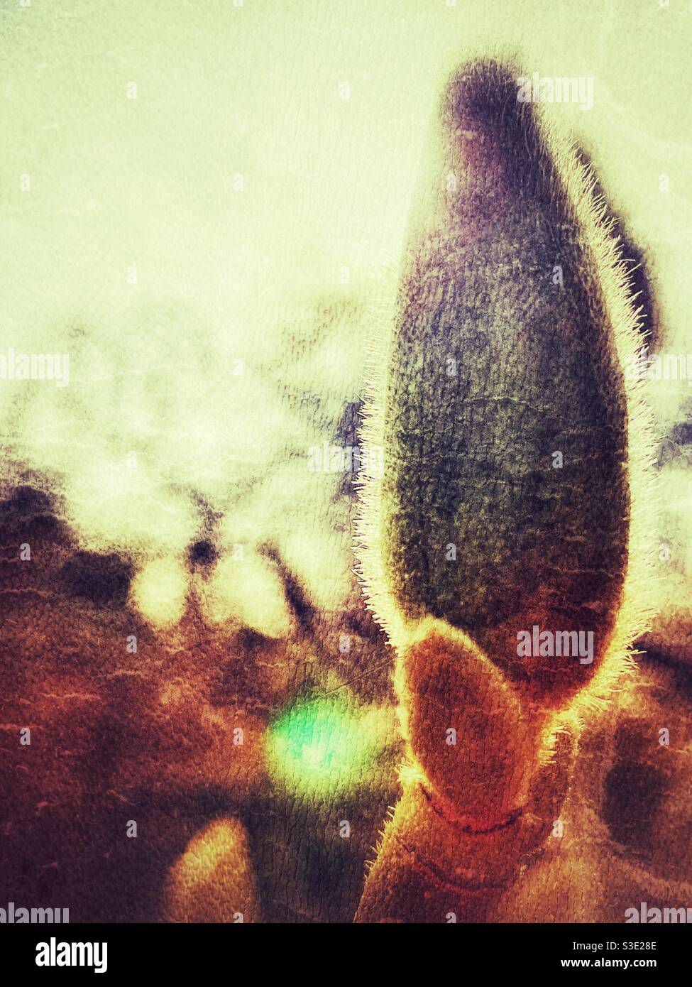 L'arbuste magnolia éclate au début du printemps Banque D'Images