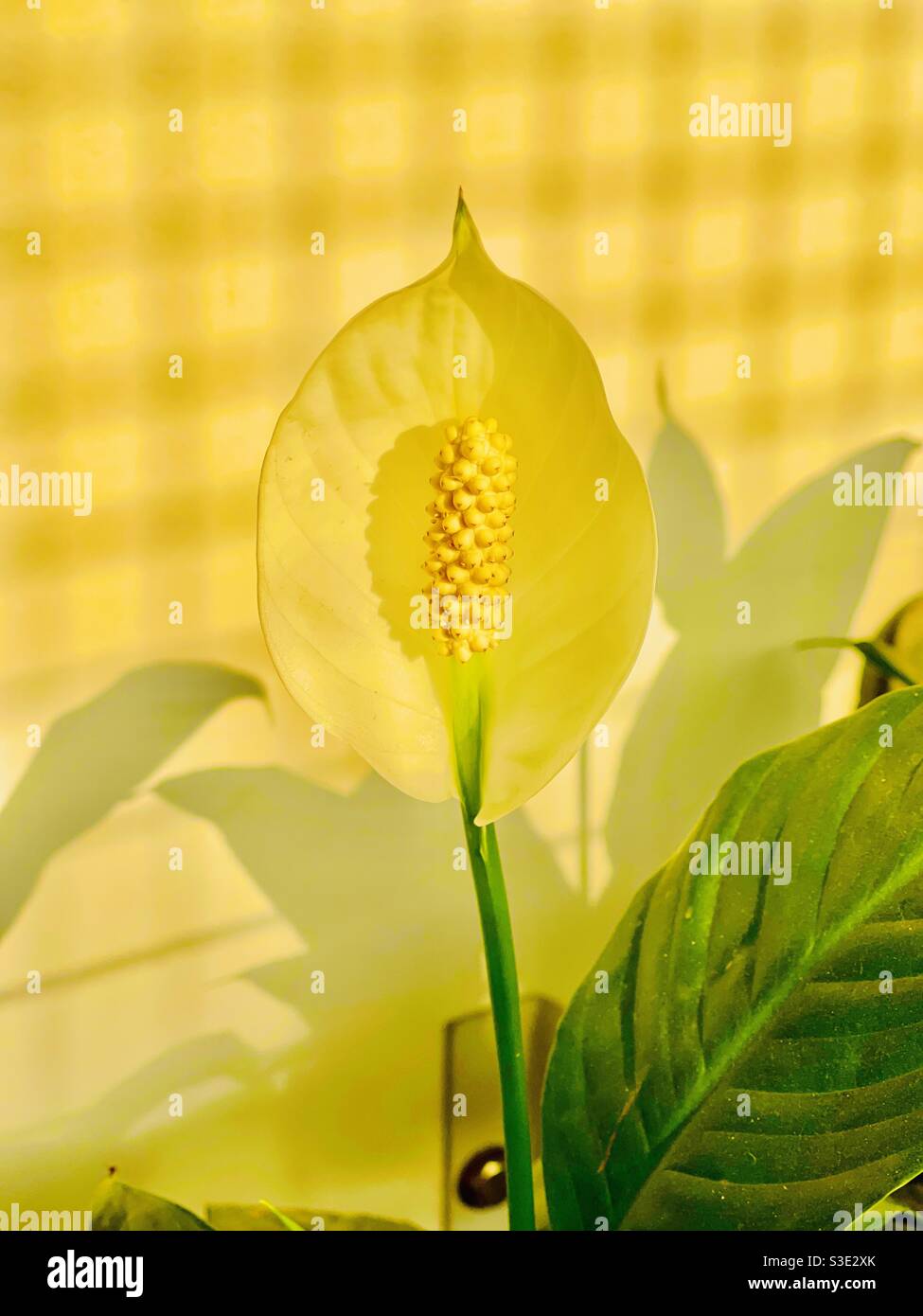 Fleur de l'Anthurium Banque D'Images