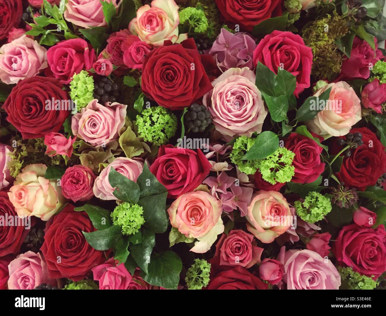 Décor de fleurs fond avec roses roses roses roses et rouges - Image de stock capturée avec un smartphone