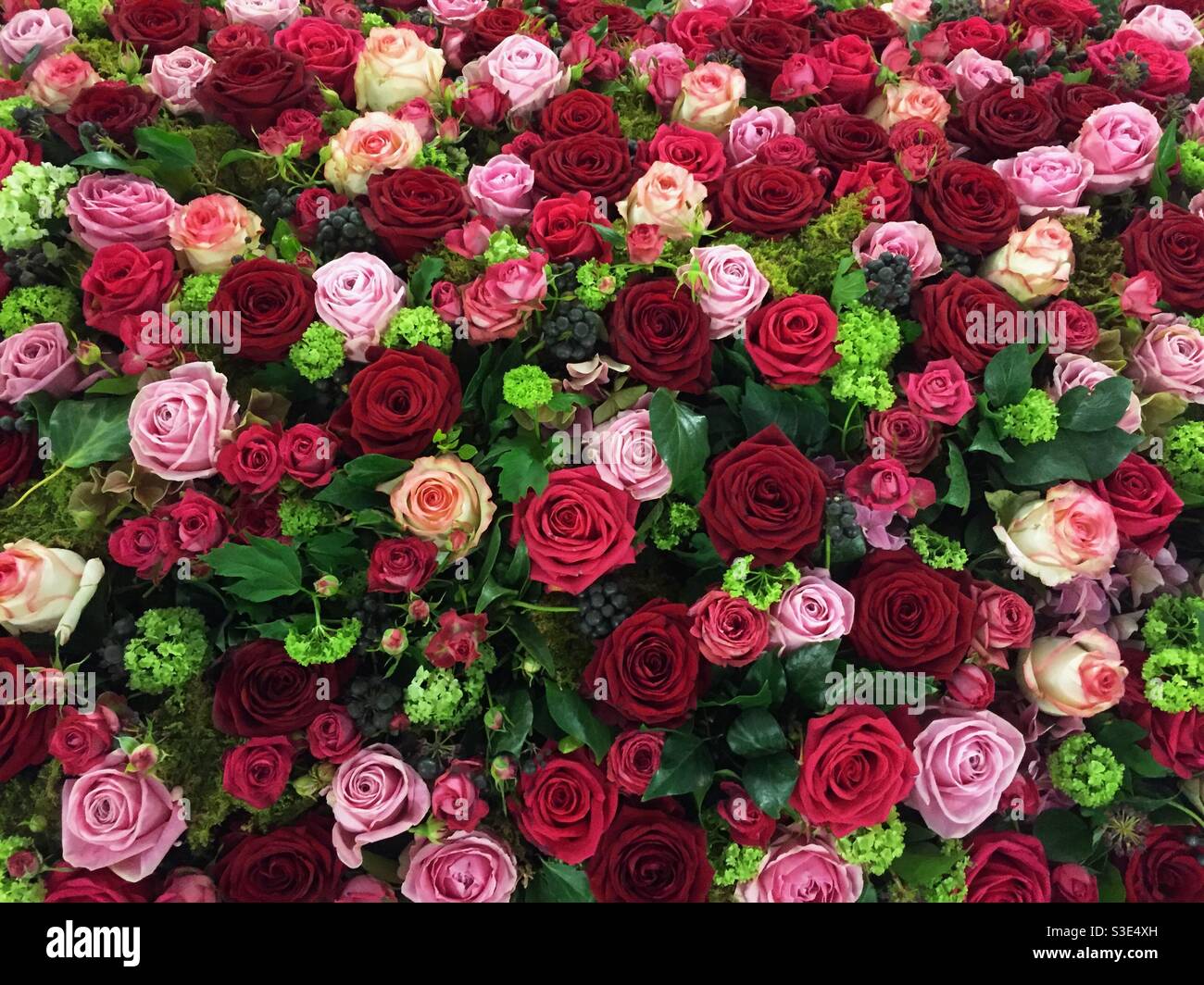 Beaucoup de belle fleur rose fleur en rouge et rose - Image de stock capturée avec un smartphone