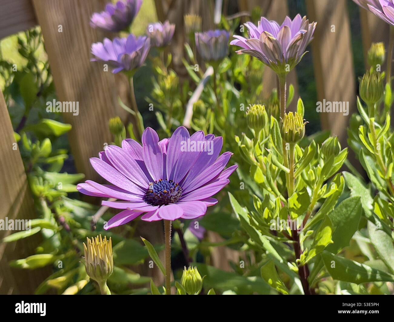 Pâquerette sud-africaine violette, Osteospermum Banque D'Images