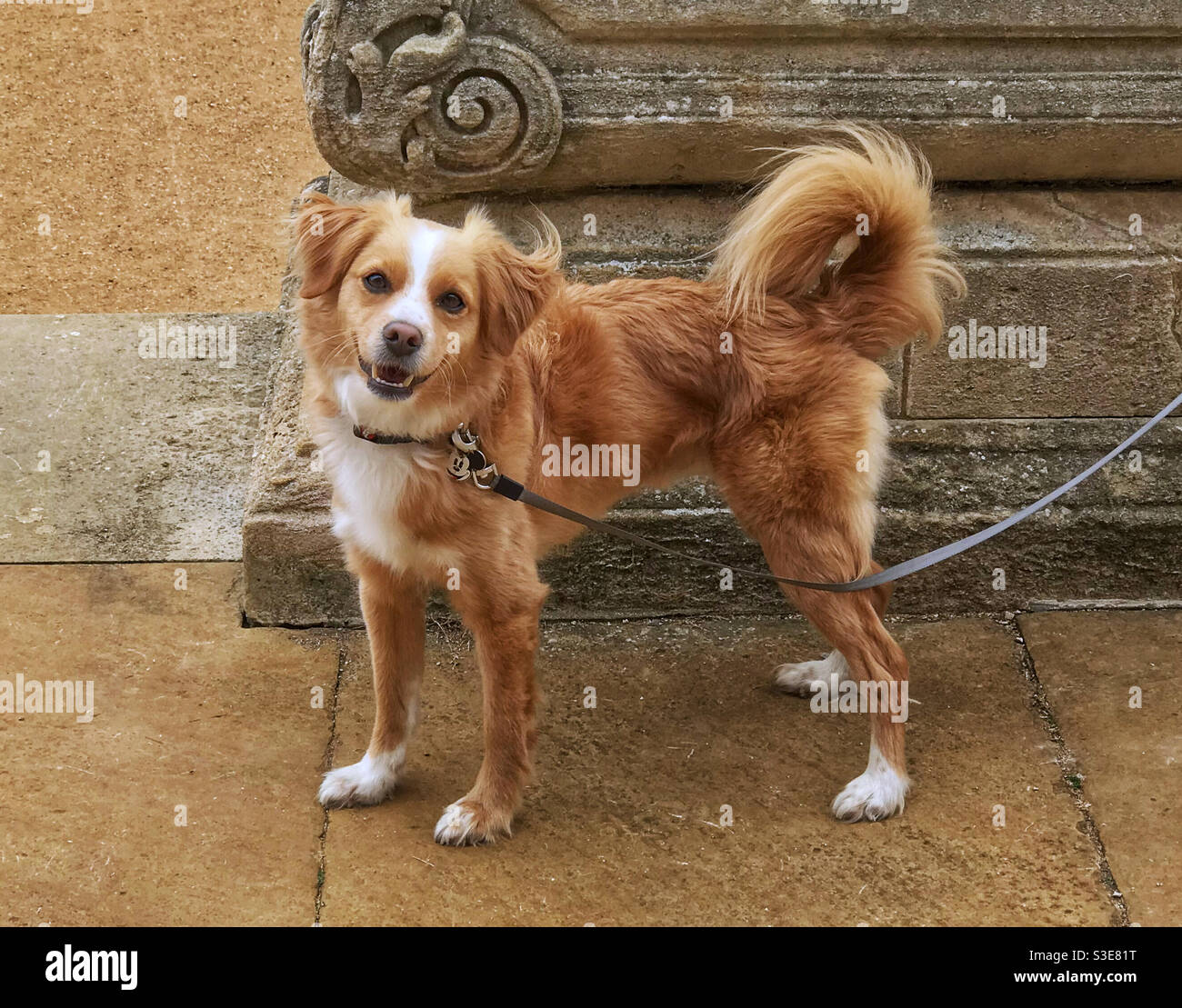 Mignon chien heureux-look sur une laisse, attendant que son propriétaire retourne. Banque D'Images