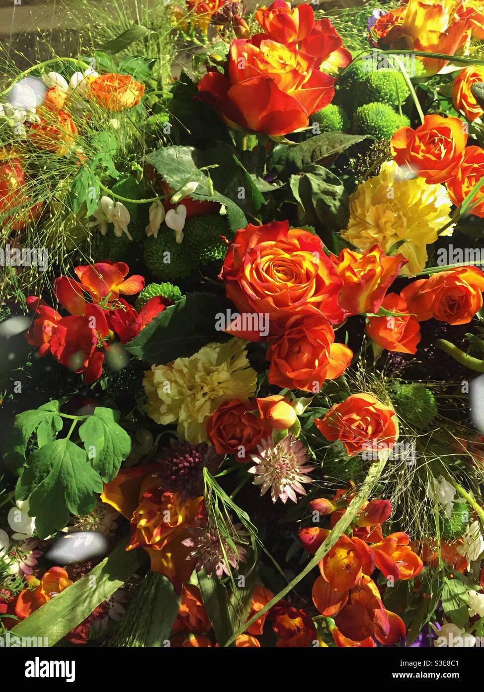 Magnifique fleur de fond avec des roses - Image de stock capturée avec un smartphone