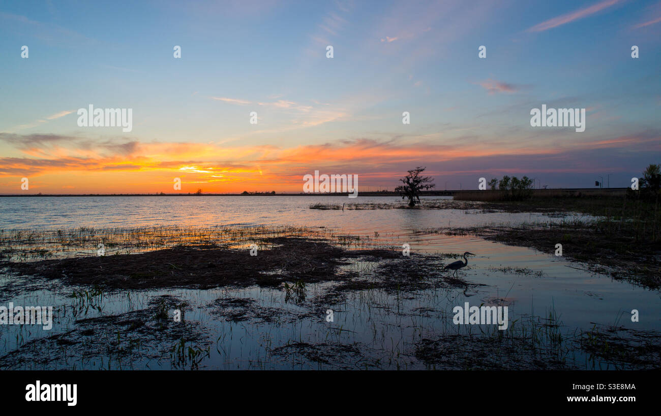 Blue Heron dans Mobile Bay au coucher du soleil Banque D'Images