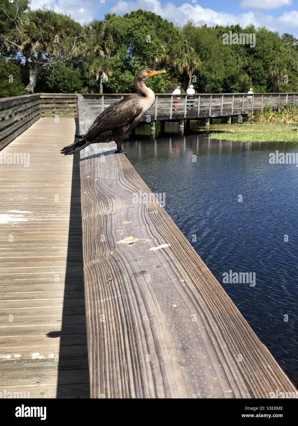 Green Cay nature Center and Wetlands, Boynton Beach, Floride. Banque D'Images