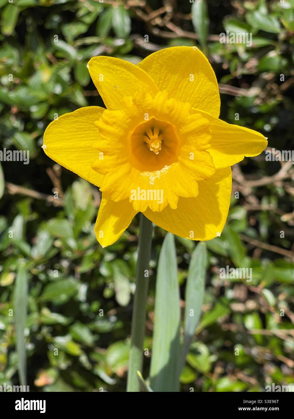 Vue rapprochée de la tête d'une fleur de jonquille ou de Narcisse isolée sur fond simple, avec du pollen sur les pétales Banque D'Images