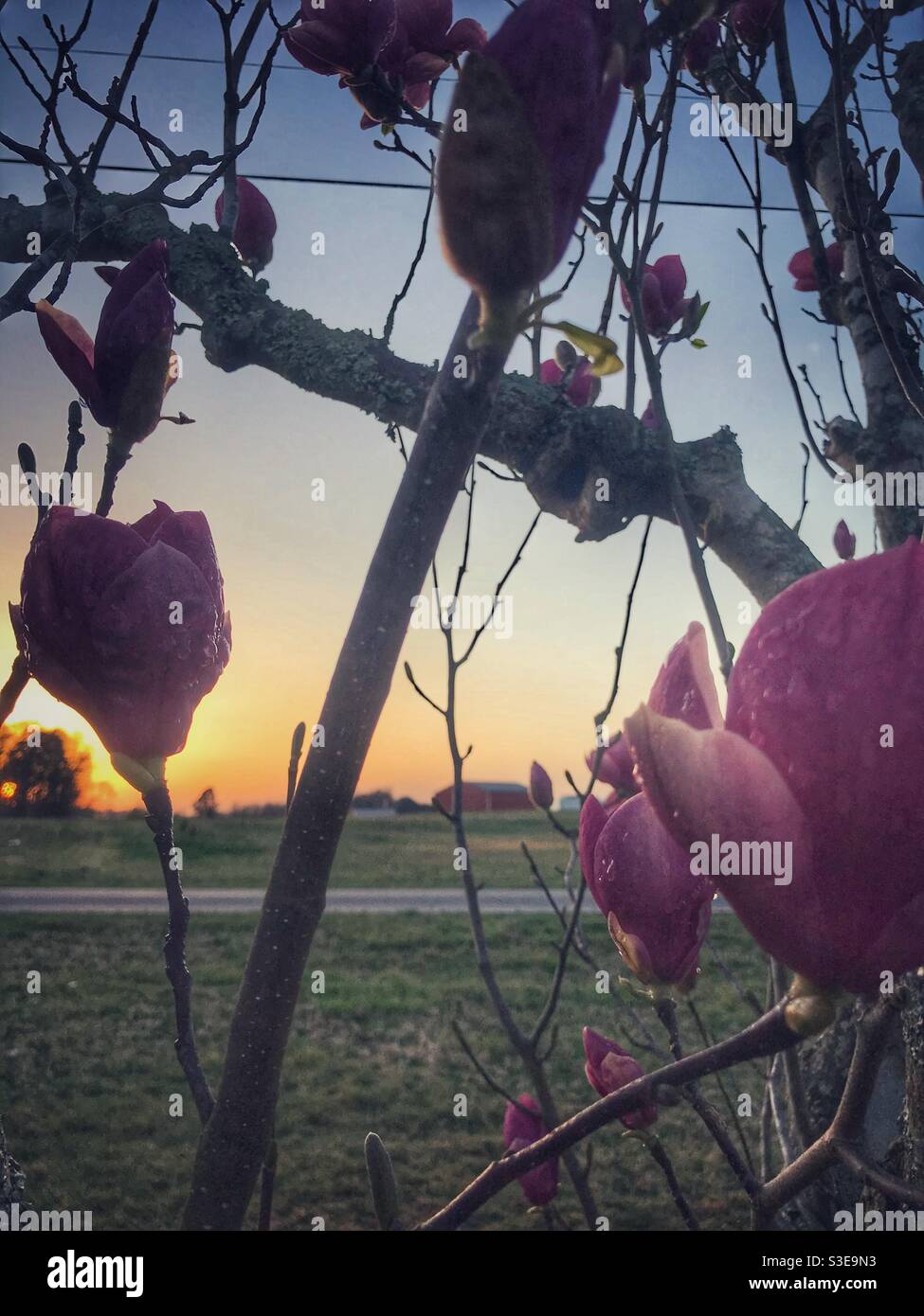 Le soleil se met à l'horizon avec des fleurs de magnolia chinois en lambeaux de pluie roses au premier plan Banque D'Images