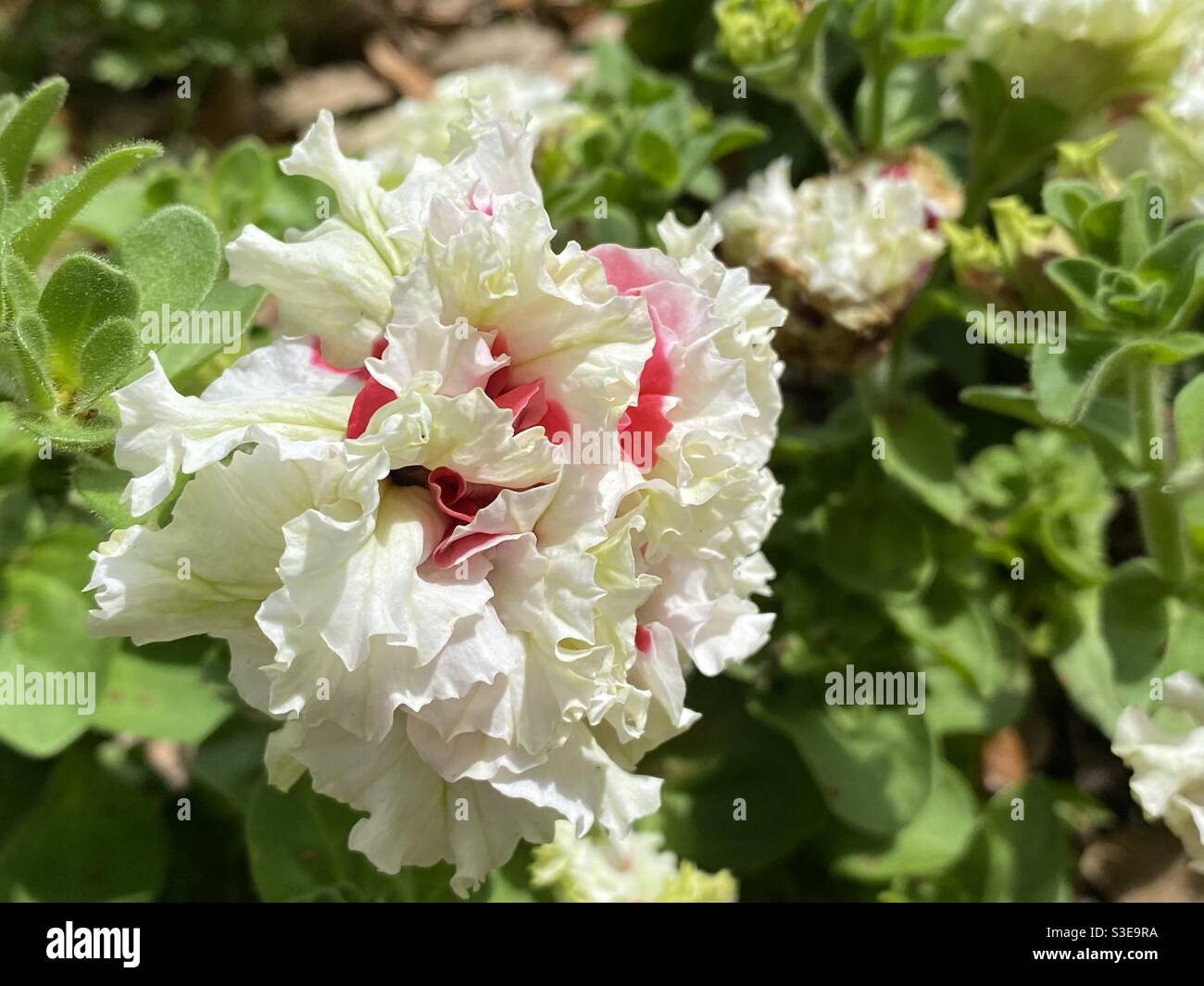 Belle fleur de printemps Double Petunia Banque D'Images