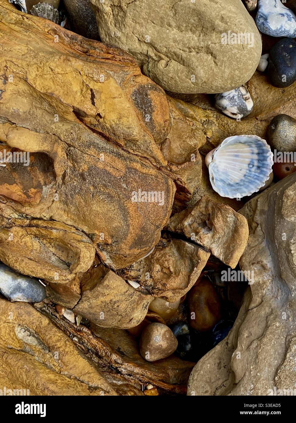 Gros plan d'une partie d'un tronc d'arbre fossilisé montrant des cailloux Et des coquillages sur la plage et les piscines de rochers de Pett Niveau à marée basse au Royaume-Uni Banque D'Images
