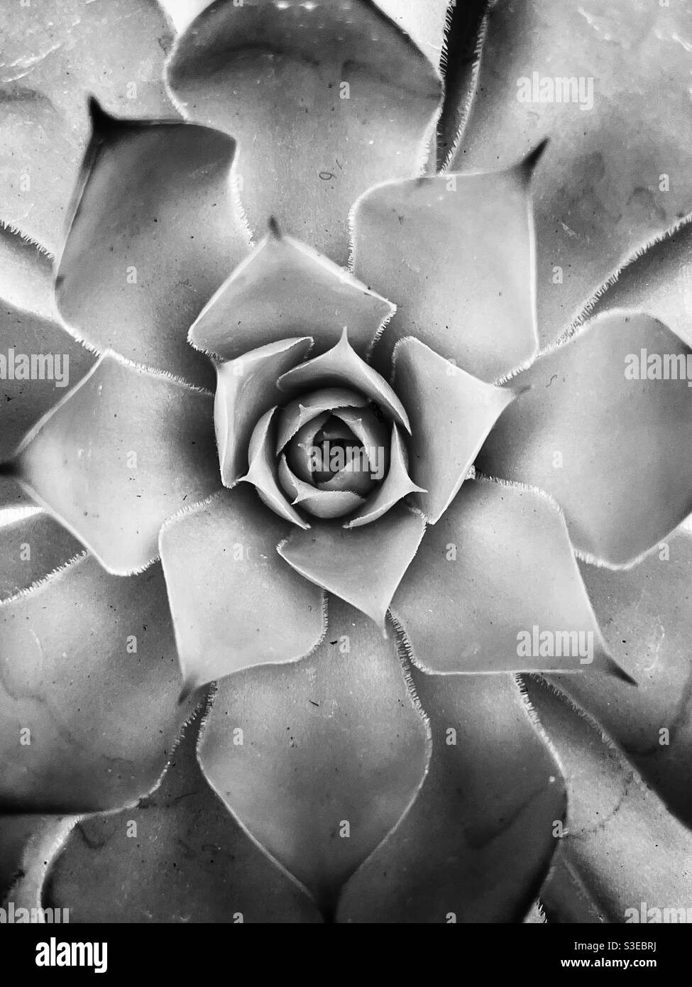 Plante de Sempervivum vue d'en haut. - Image de stock capturée avec un smartphone