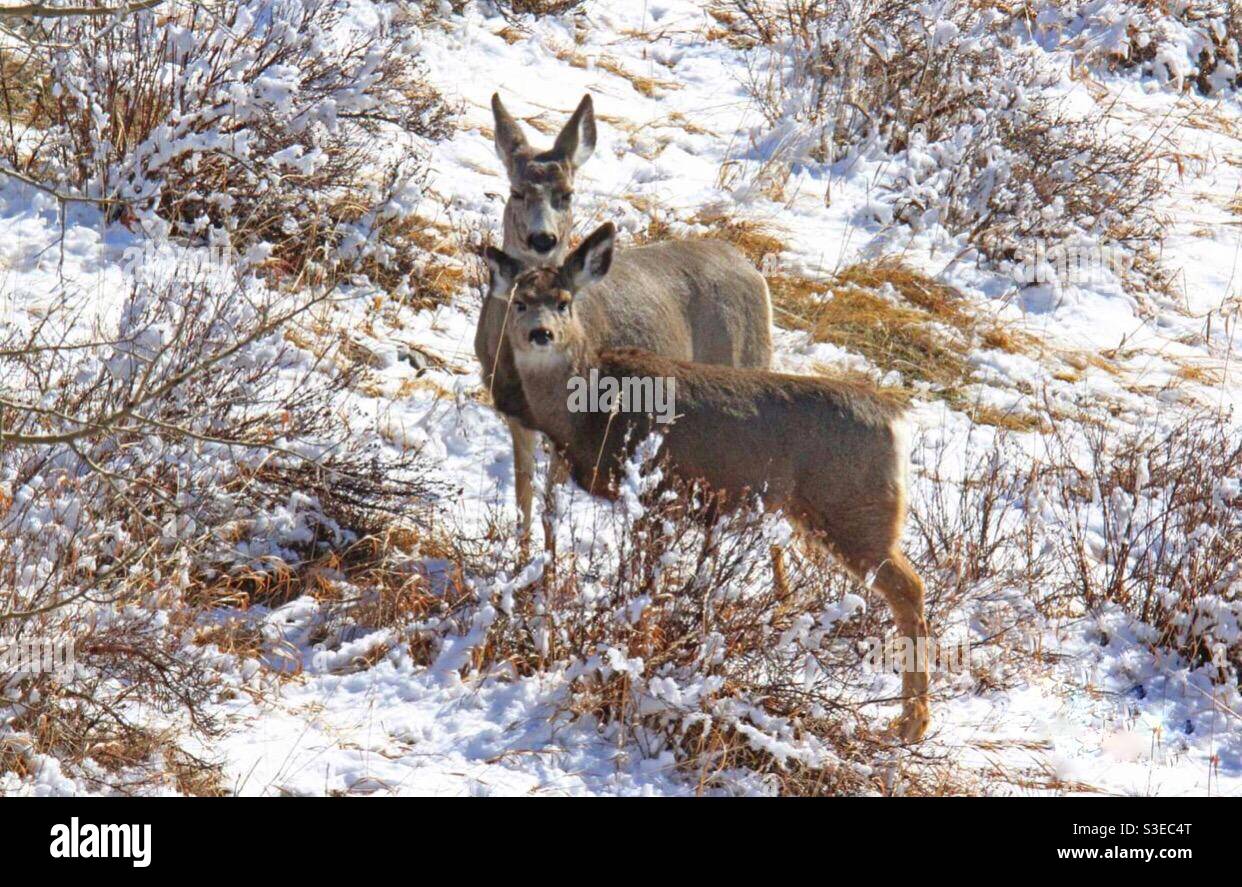 Cerf mulet, faune, nature sauvage, wilds, deux, couple, amis. - Image de stock capturée avec un smartphone