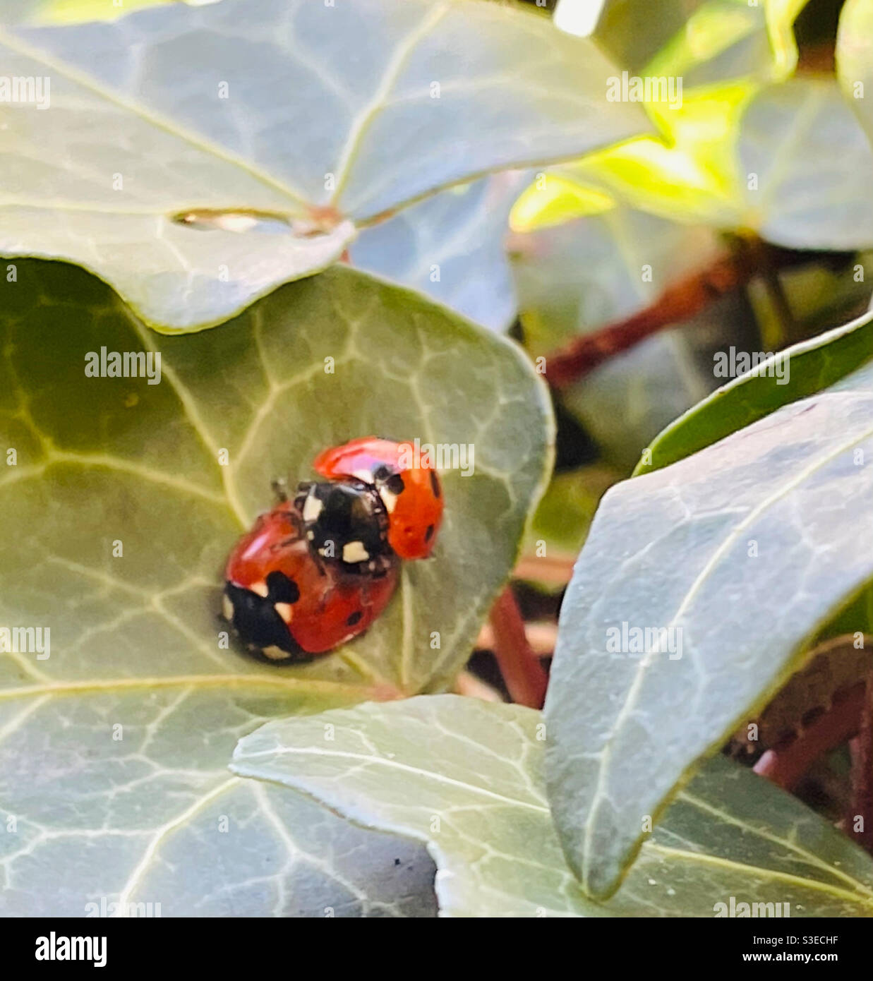 Bugs de mariage. - Image de stock capturée avec un smartphone