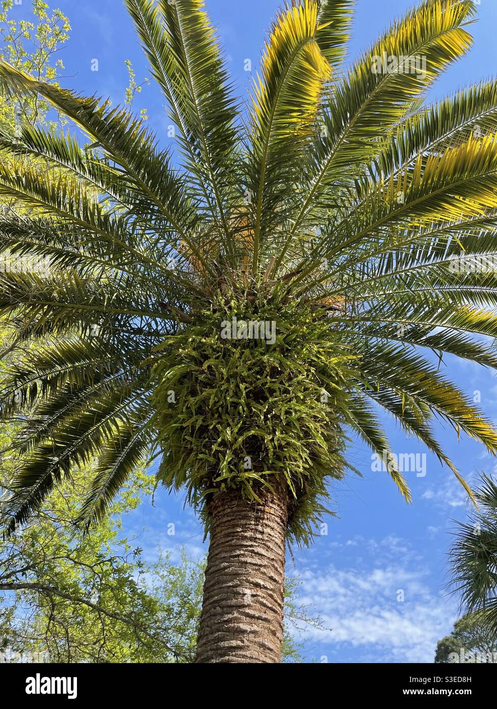 Grand palmier à ciel bleu - Image de stock capturée avec un smartphone