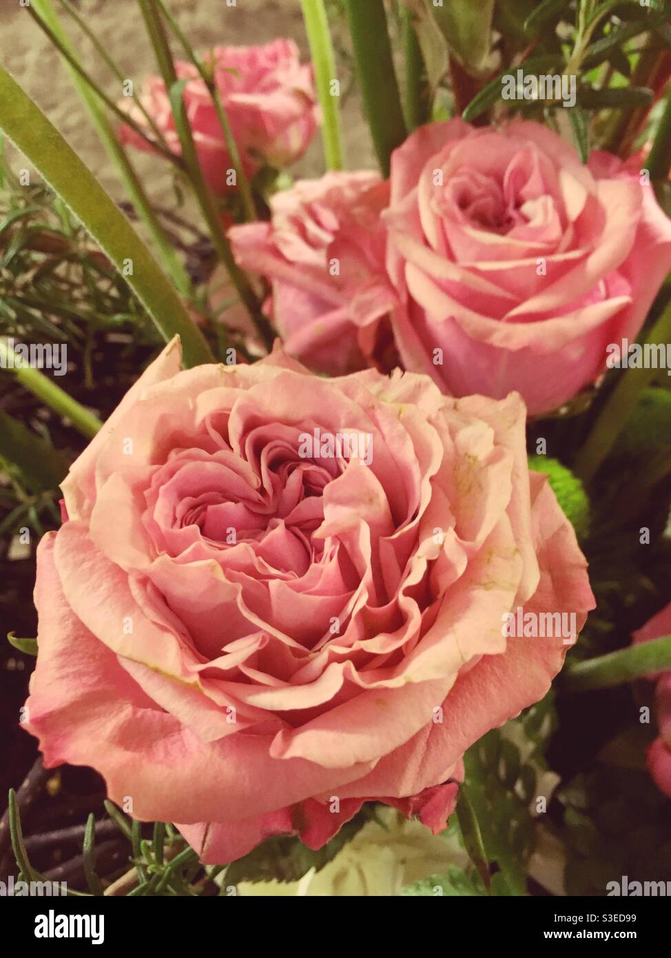Belles roses roses - Image de stock capturée avec un smartphone