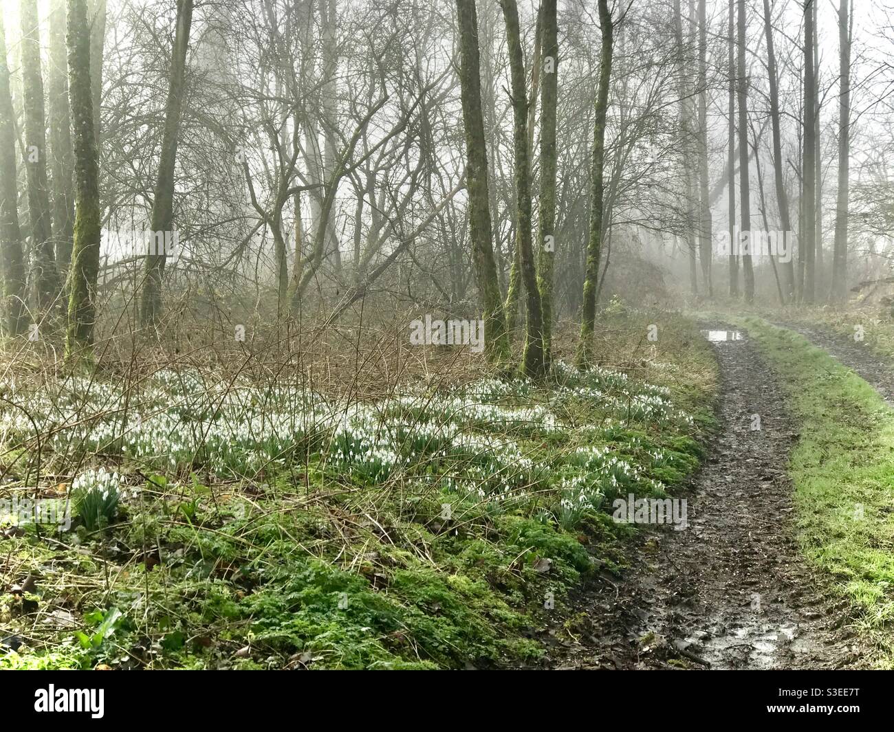 Chutes de neige dans la brume près de Micheldever dans le Hampshire Banque D'Images