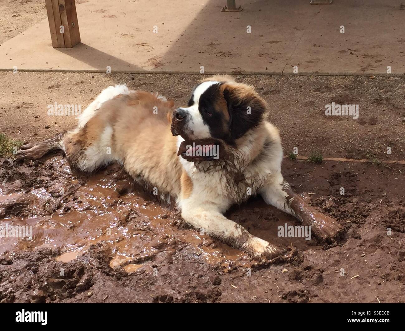 Saint Bernard chien, s'amuser dans la boue. Banque D'Images