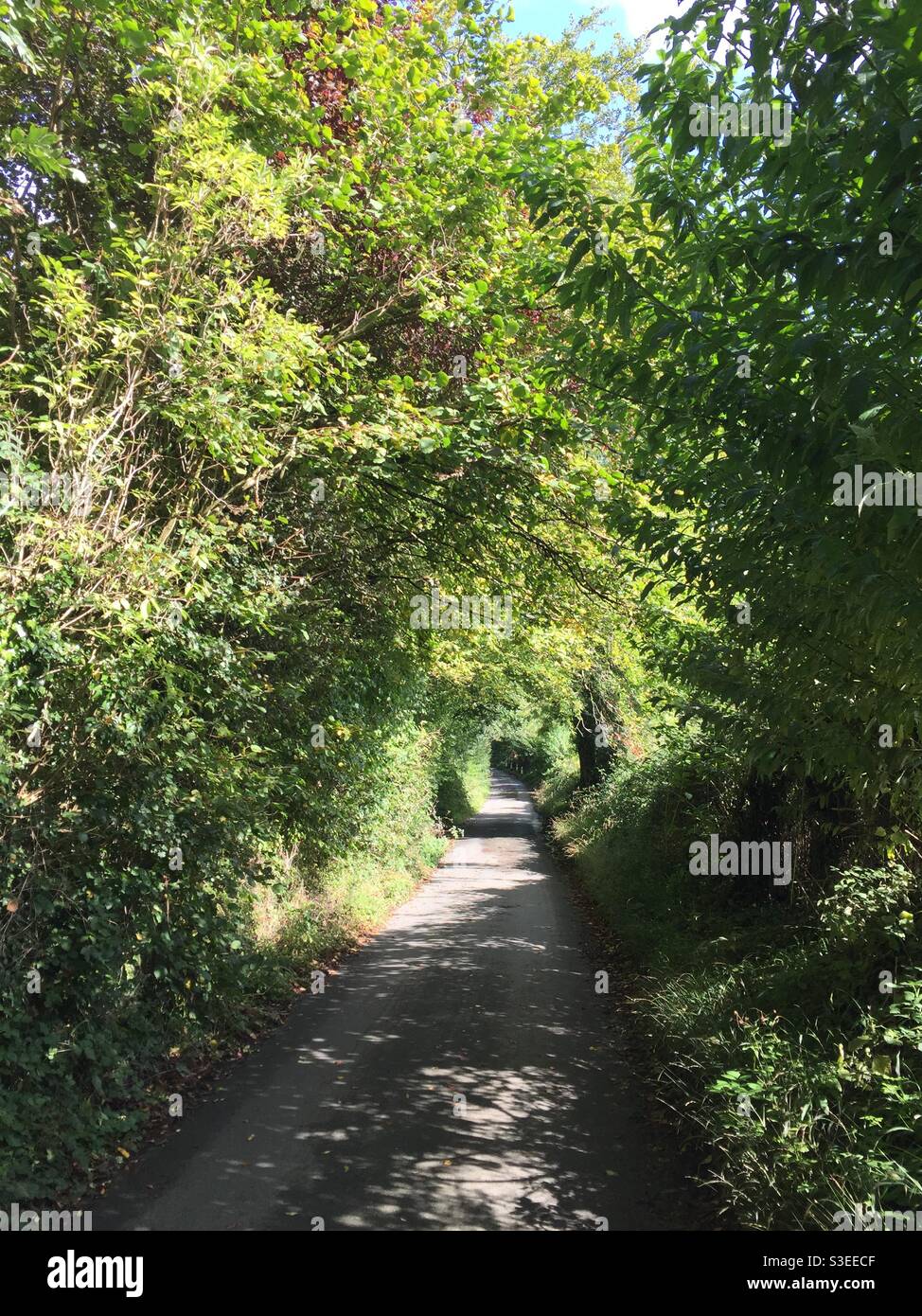 Un tunnel d'arbres et de buissons dans la campagne anglaise. Banque D'Images
