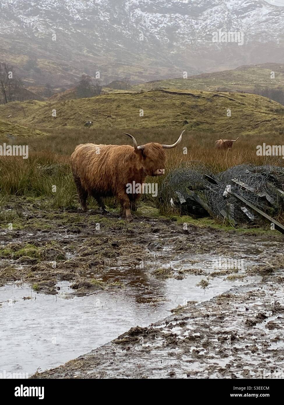 Une vache des Highlands se promenant dans un terrain boueux en Écosse. Banque D'Images