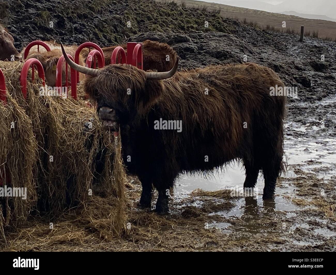 Vache des Highlands mangeant du foin en Écosse. Banque D'Images