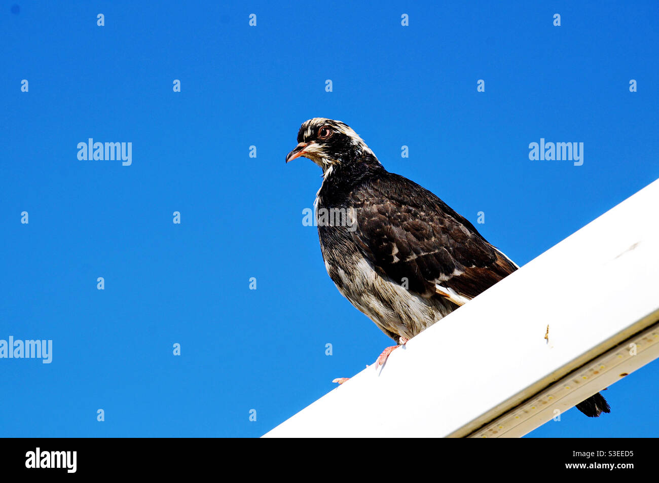 Grand oiseau sur fond de ciel bleu - Image de stock capturée avec un smartphone