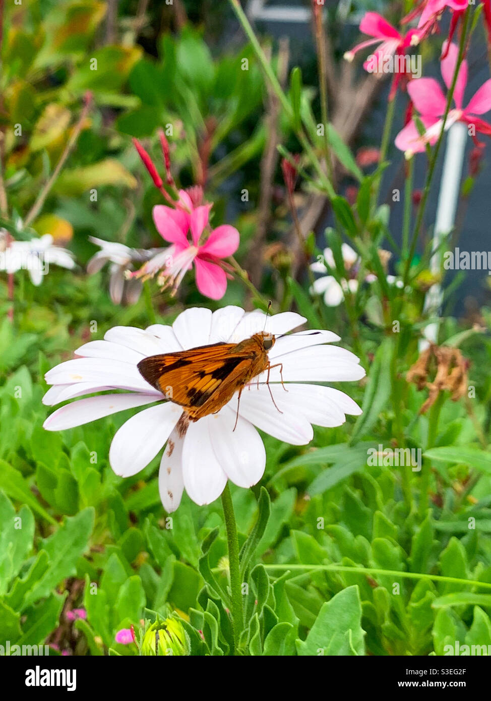 Jolie scène de jardin avec des papillons orange et noir dans une Marguerite africaine blanche et un feuillage vert et des fleurs Gaura rose chaud - Image de stock capturée avec un smartphone