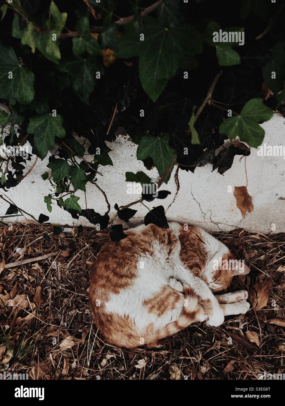 Chat errant dormant paisiblement dans la rue Banque D'Images