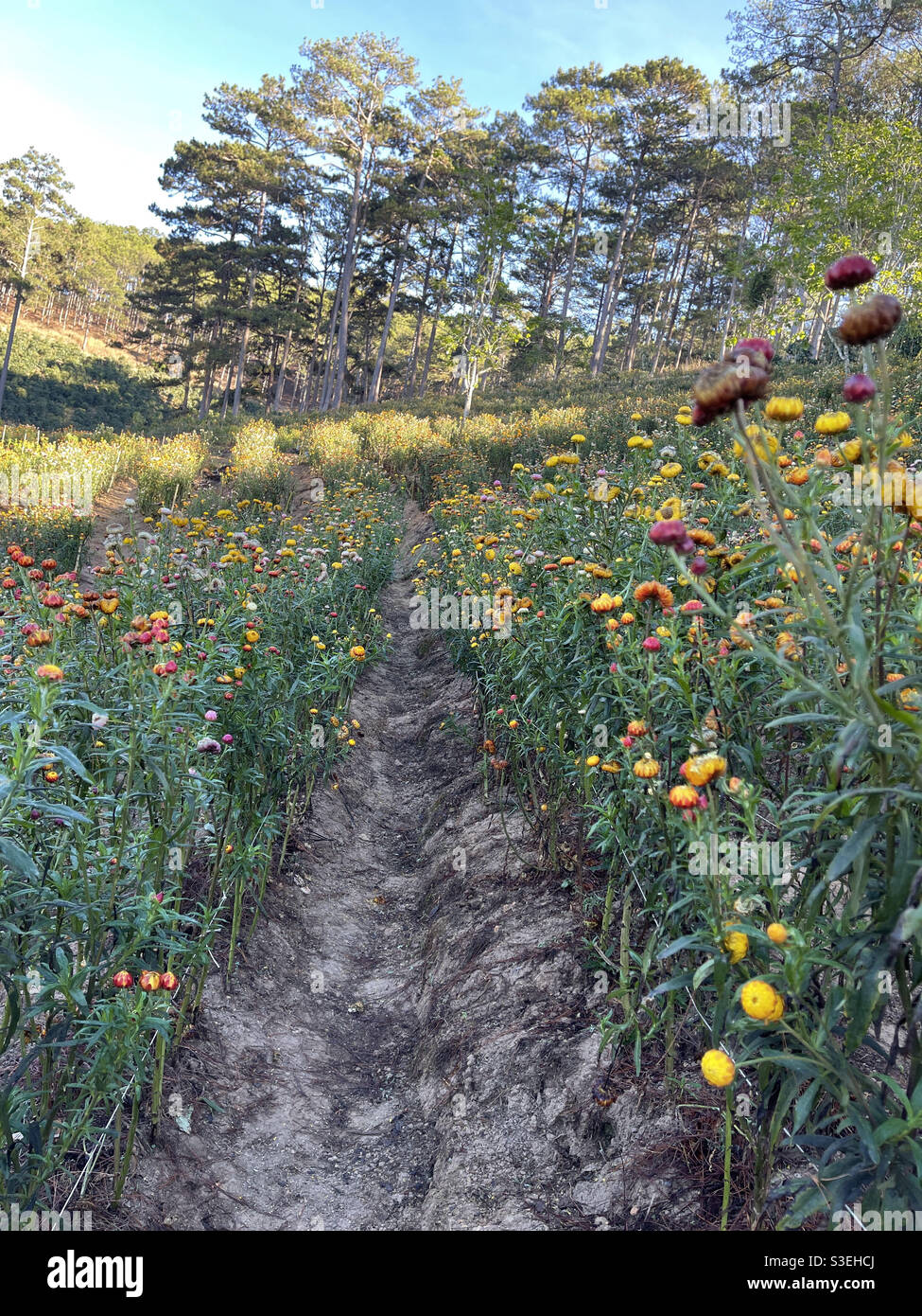 Jardin fleuri immortel - Image de stock capturée avec un smartphone