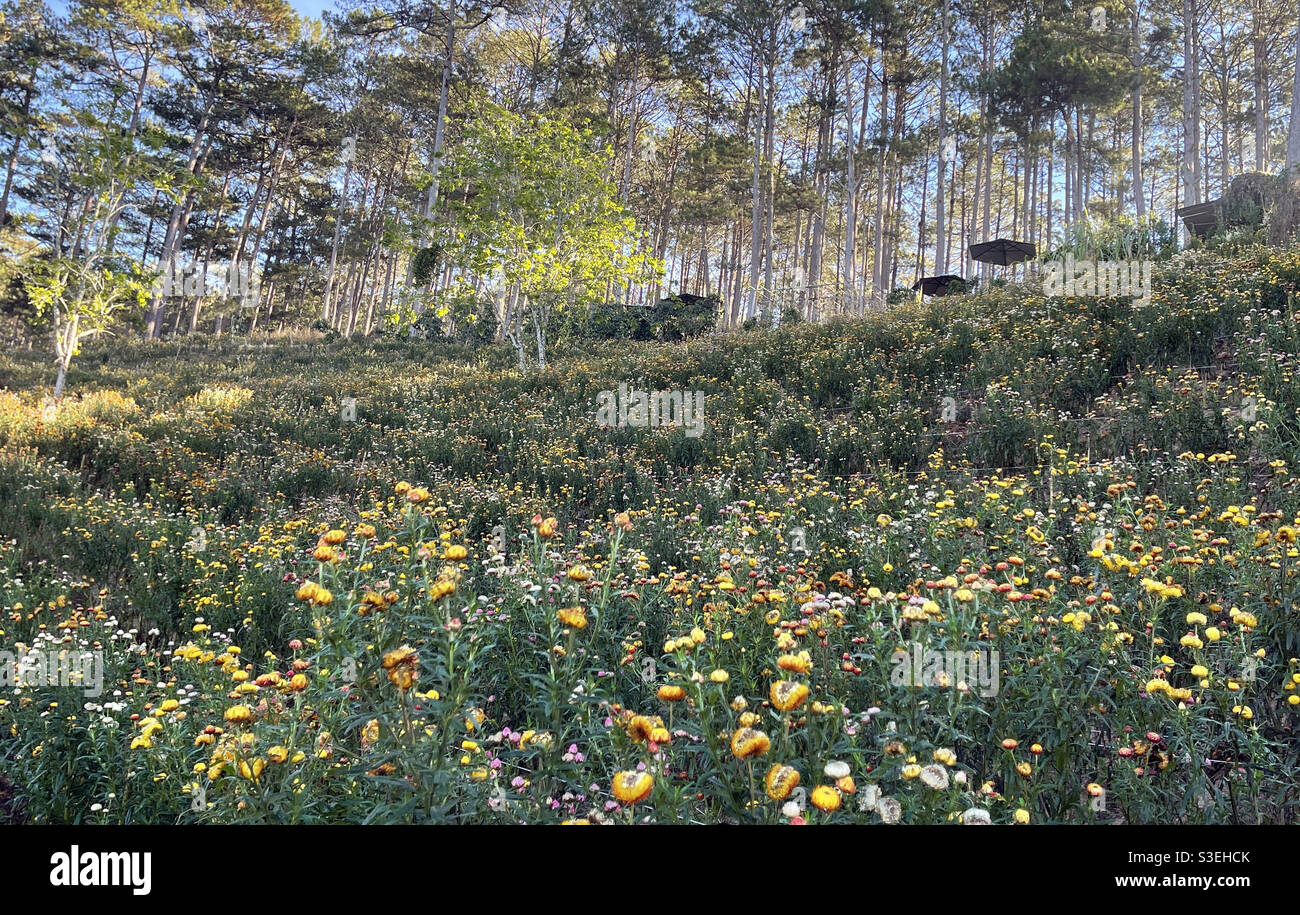 Jardin fleuri immortel - Image de stock capturée avec un smartphone