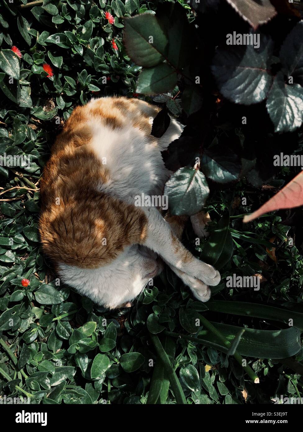 Chat dormant paisiblement dans un écrin de verdure Banque D'Images