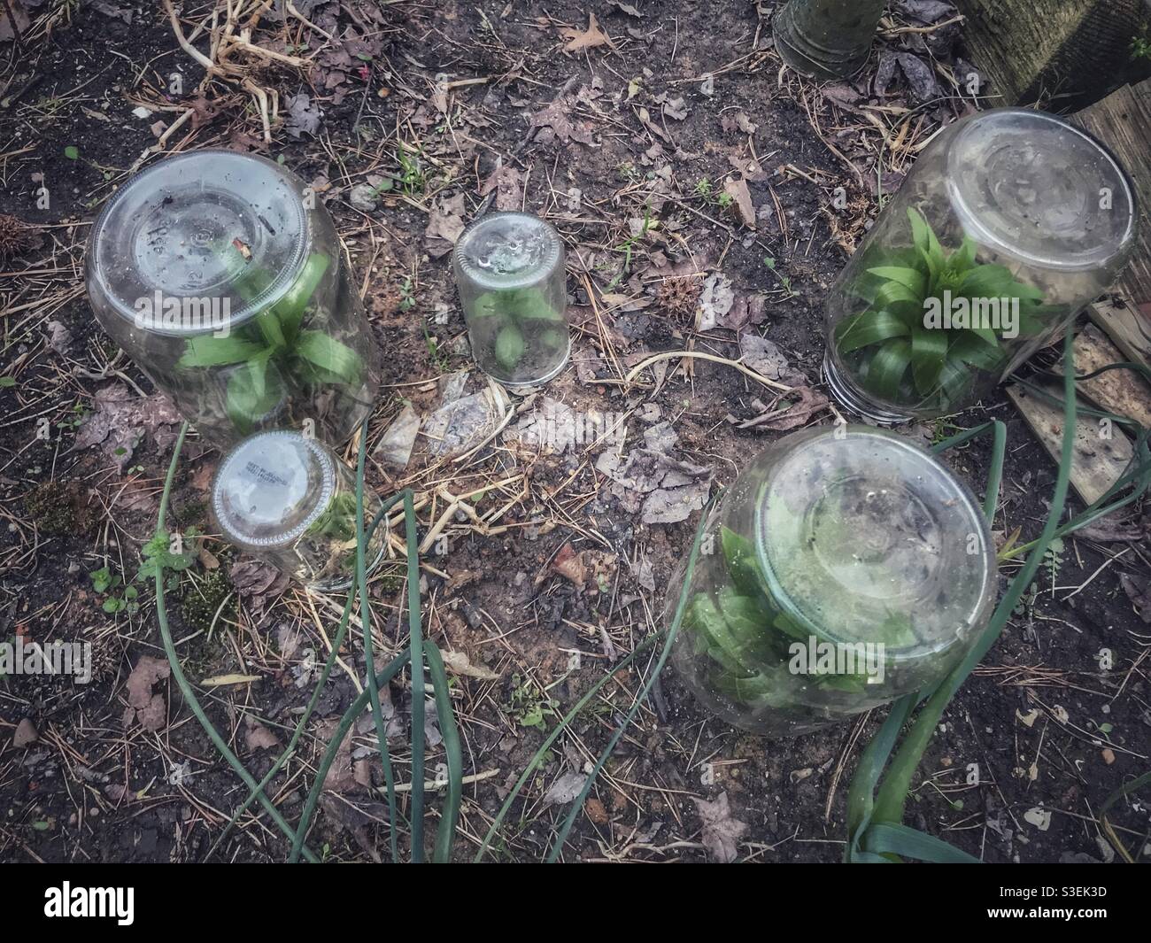 Protéger les fleurs tendres d'une pression froide avec du verre bouchons chauds pour bocal Banque D'Images