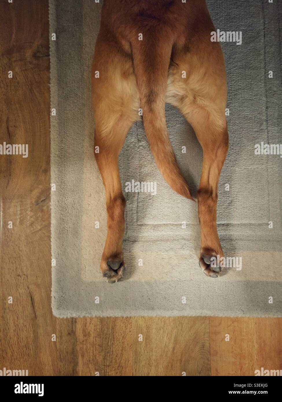 Queue entre les jambes Banque de photographies et d’images à haute résolution Alamy