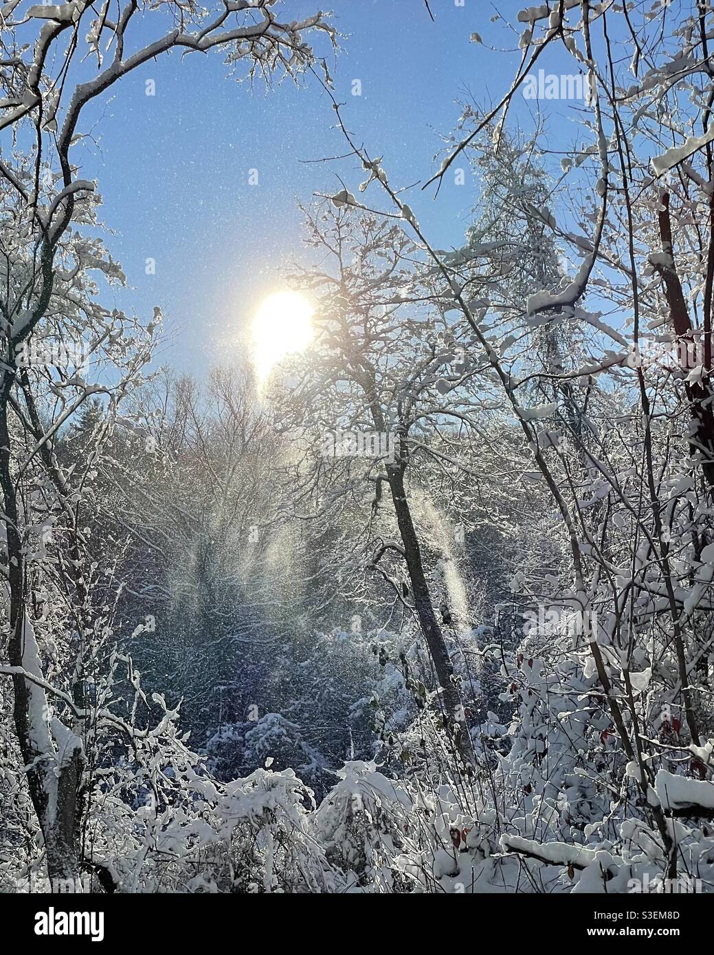 Soleil brillant en hiver avec la neige tombant des branches. - Image de stock capturée avec un smartphone
