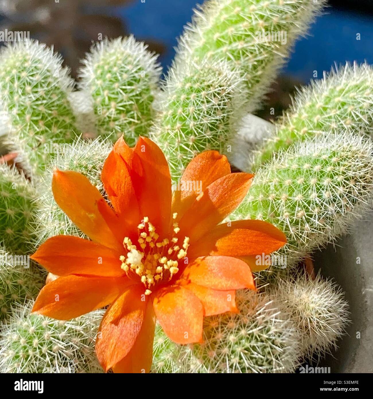 Cactus fleuri Banque de photographies et d’images à haute résolution ...