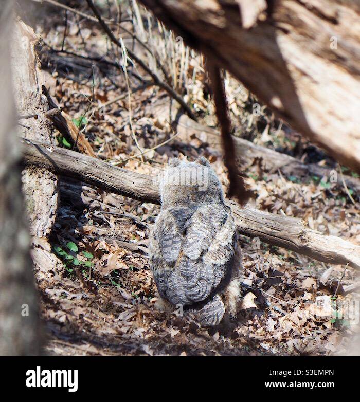 Owlet explorant la sous-forme. Banque D'Images