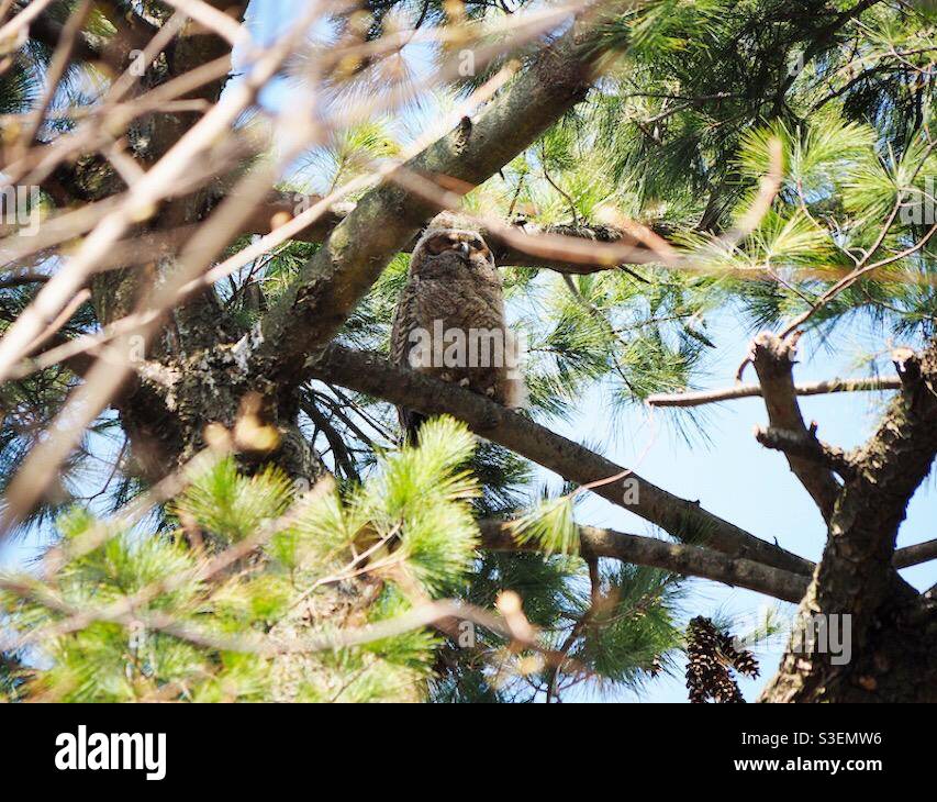 Un Owlet perché sur une branche dans les bois. - Image de stock capturée avec un smartphone