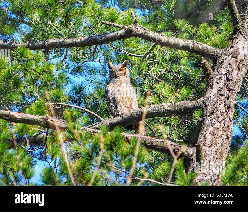 Grande chouette à cornes perchée sur une branche dans les bois. - Image de stock capturée avec un smartphone