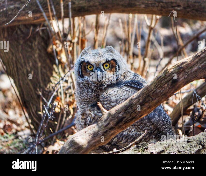 Un grand Owlet à cornes assis dans le sous-broussailles des bois. - Image de stock capturée avec un smartphone