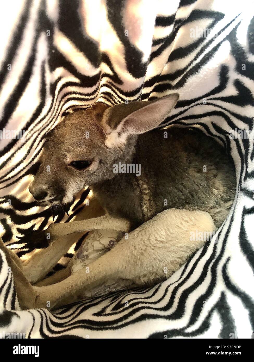 Un Bebe Kangourou Se Cachant Dans Sa Couverture De Poche Photo Stock Alamy