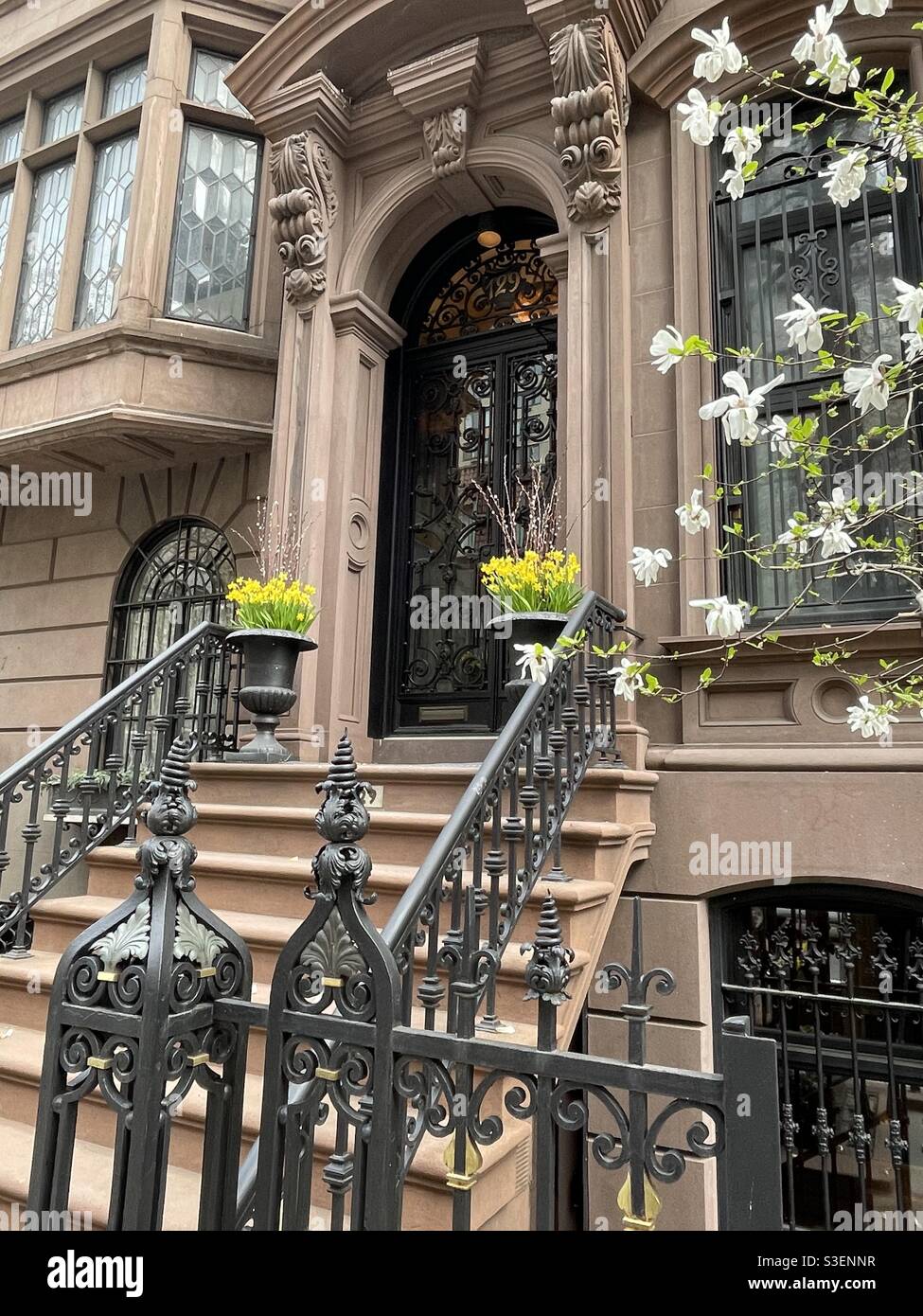 Une maison d'appartement en grès brun bien entretenue à Murray Hill présente des arbres et des jonquilles en fleurs au printemps, devant une porte en bois ornée, NYC, USA Banque D'Images