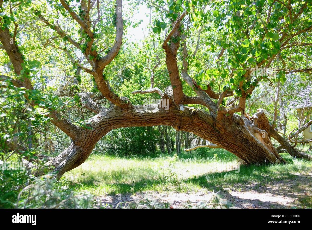 Vieux arbre formant un arc au printemps Banque D'Images